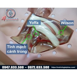 MÔ HÌNH ĐẶT CATHETER TĨNH MẠCH TRUNG TÂM